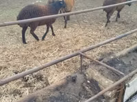 Ovejas (lote, sexo no especificado), Karabakh sheep — foto 1