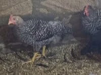 Chickens — Foto 3