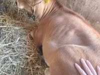 Cow, Jersey breed — photo 3