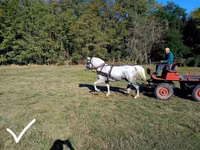 母马, Lipizzaner — 照片 2