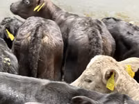 Rinder (Partie, Geschlecht nicht angegeben), Simmental cattle — Foto 5
