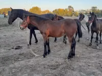घोड़ा, Friesian — फ़ोटो 5