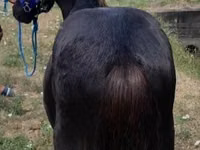 Caballo, Dutch warmblood horse — foto 3