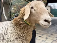 نعجة, Arashan sheep — الصورة 4