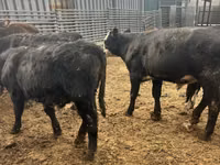 Bulle, Aberdeen-Angus — Foto 8