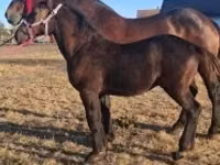 घोड़ा, Percheron — फ़ोटो 5