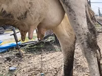 Ng'ombe jike, Banda la Holstein — picha 1