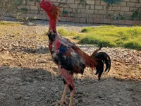 Chickens — फ़ोटो 1
