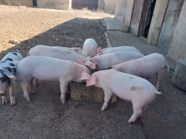 Pigs (batch, sex not specified), 