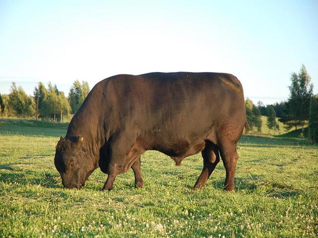 Aberdeen – Angus