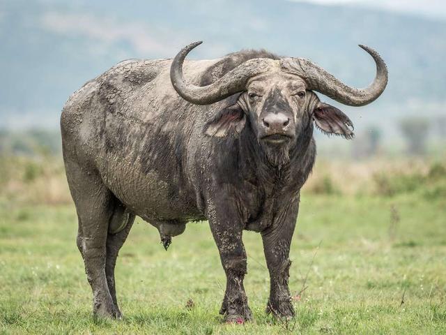 Ng'ombe wa Afrika