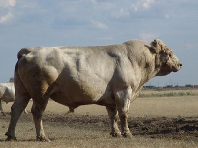 Auliakol breed