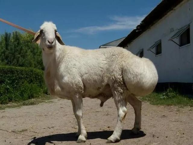 Айкольская овца