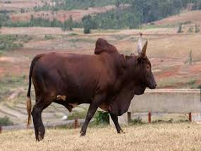 Zebu wa Azerbaijan