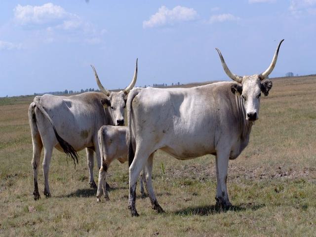 Mbwa wa Kihungari wa Kijivu