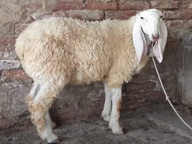 Кука овца