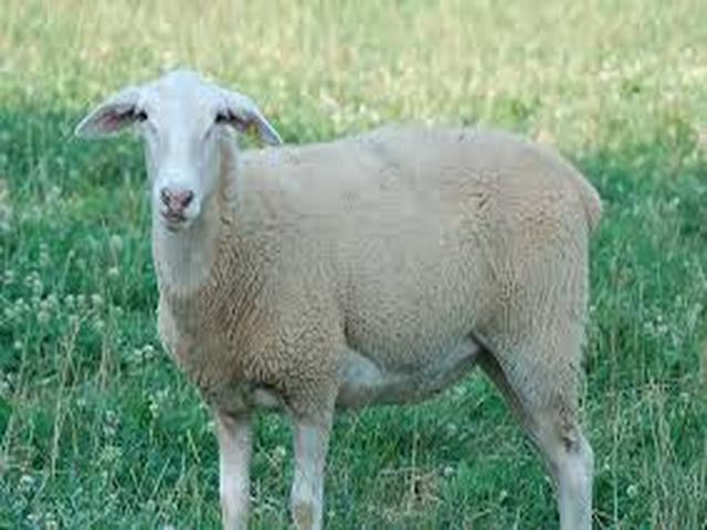 Лакон овца