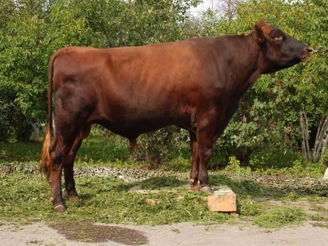 Ng'ombe wa Red Gorbatov