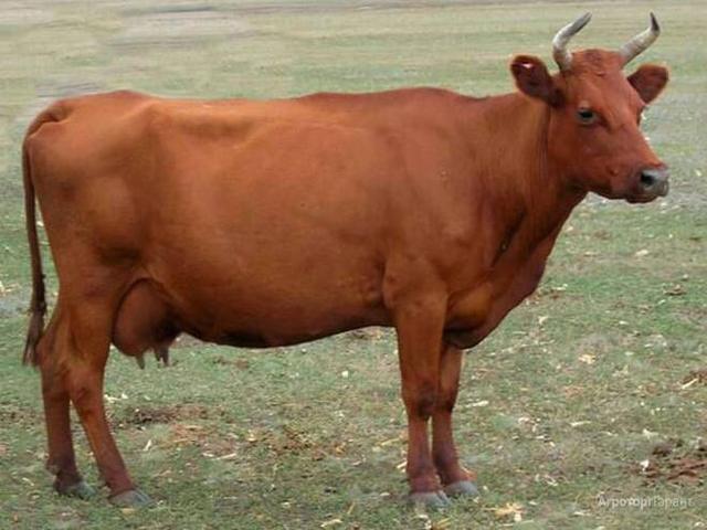 Ng'ombe wa nyanda za milima mwekundu