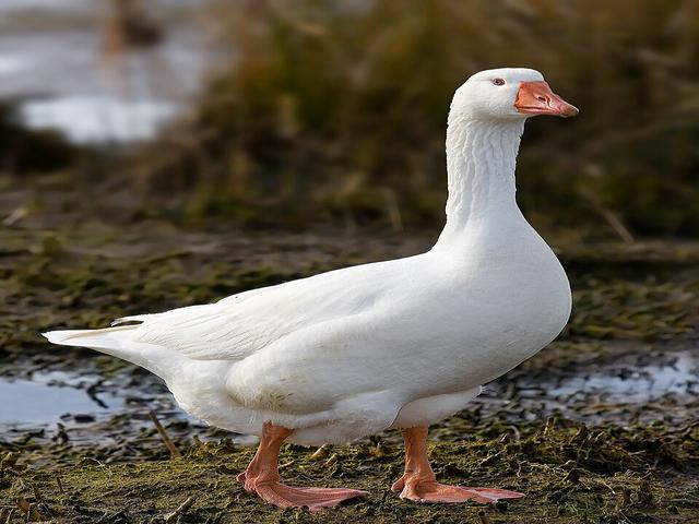 إمدن