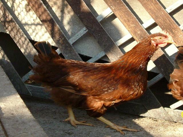 Roja de Stara Zagora