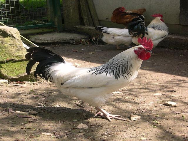 बोर्बोनैज़