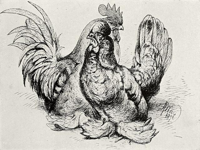 Bantam wa Kiburma