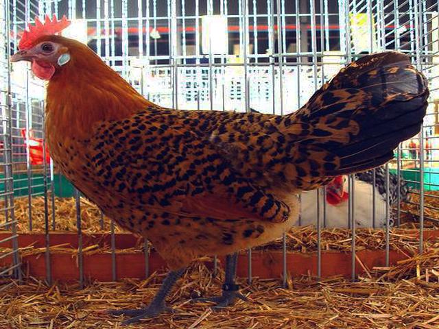 Gaviota de Frisia Oriental