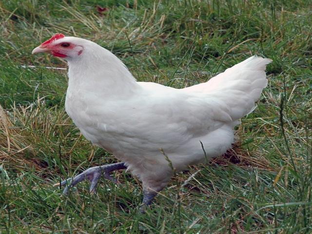 ब्रेस गॉल्वा