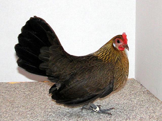 Bantam wa Uholanzi