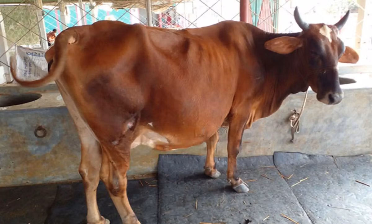 Zebu wa Azerbaijan
