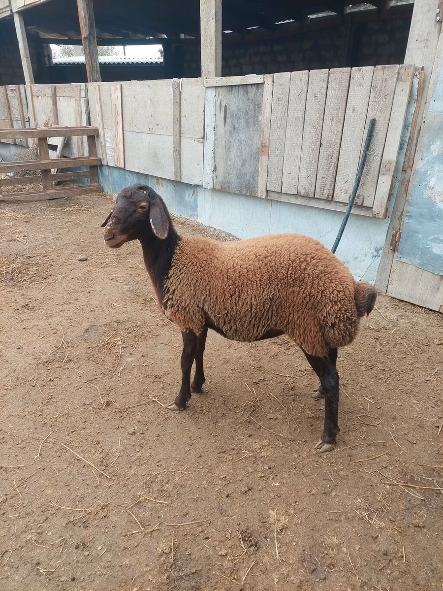 Suffolk sheep