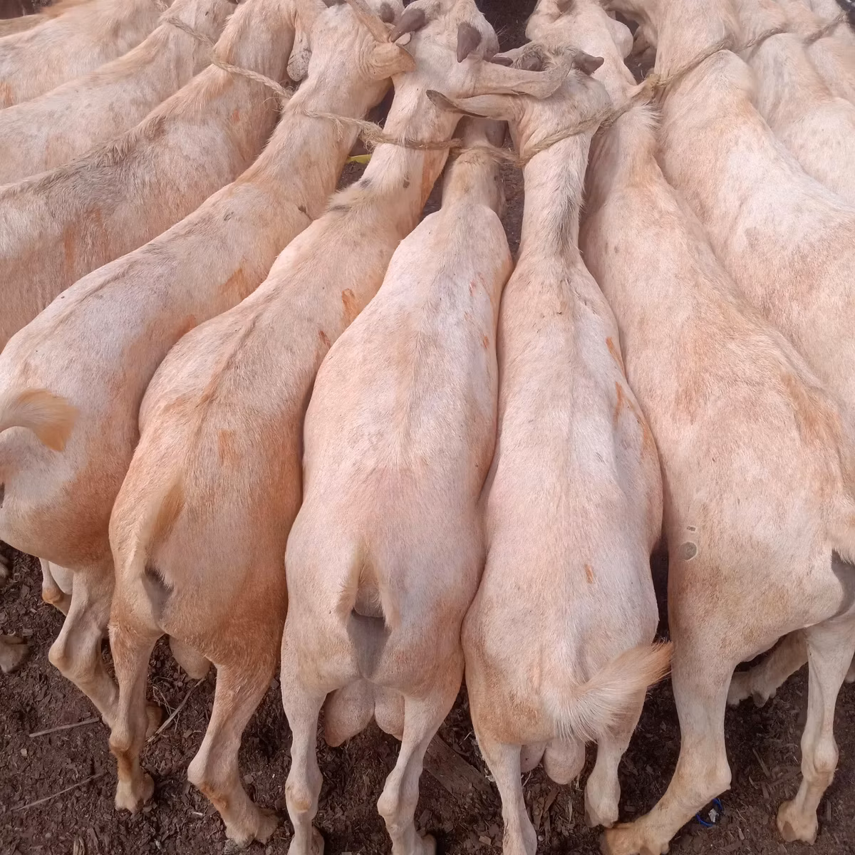Somali goats