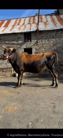 जर्सी नस्ल