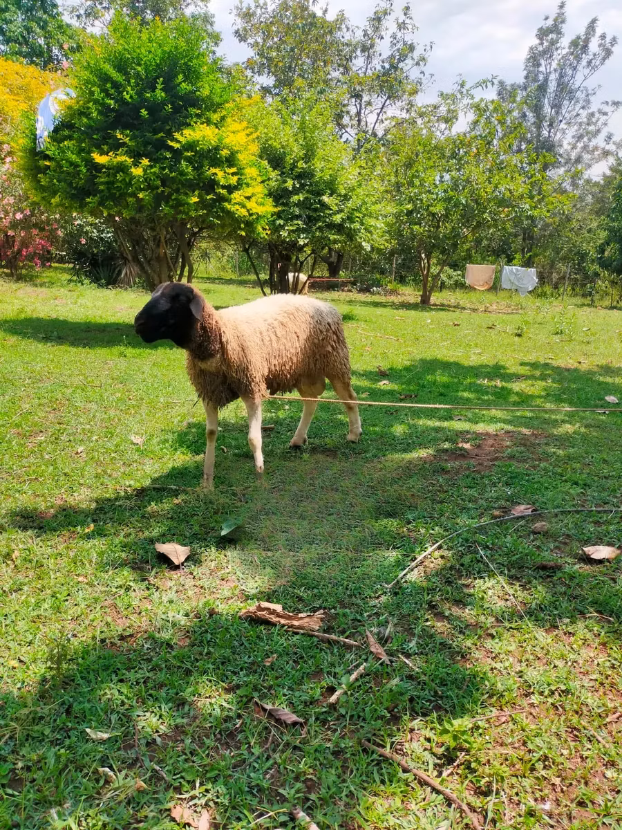 Dorper sheep
