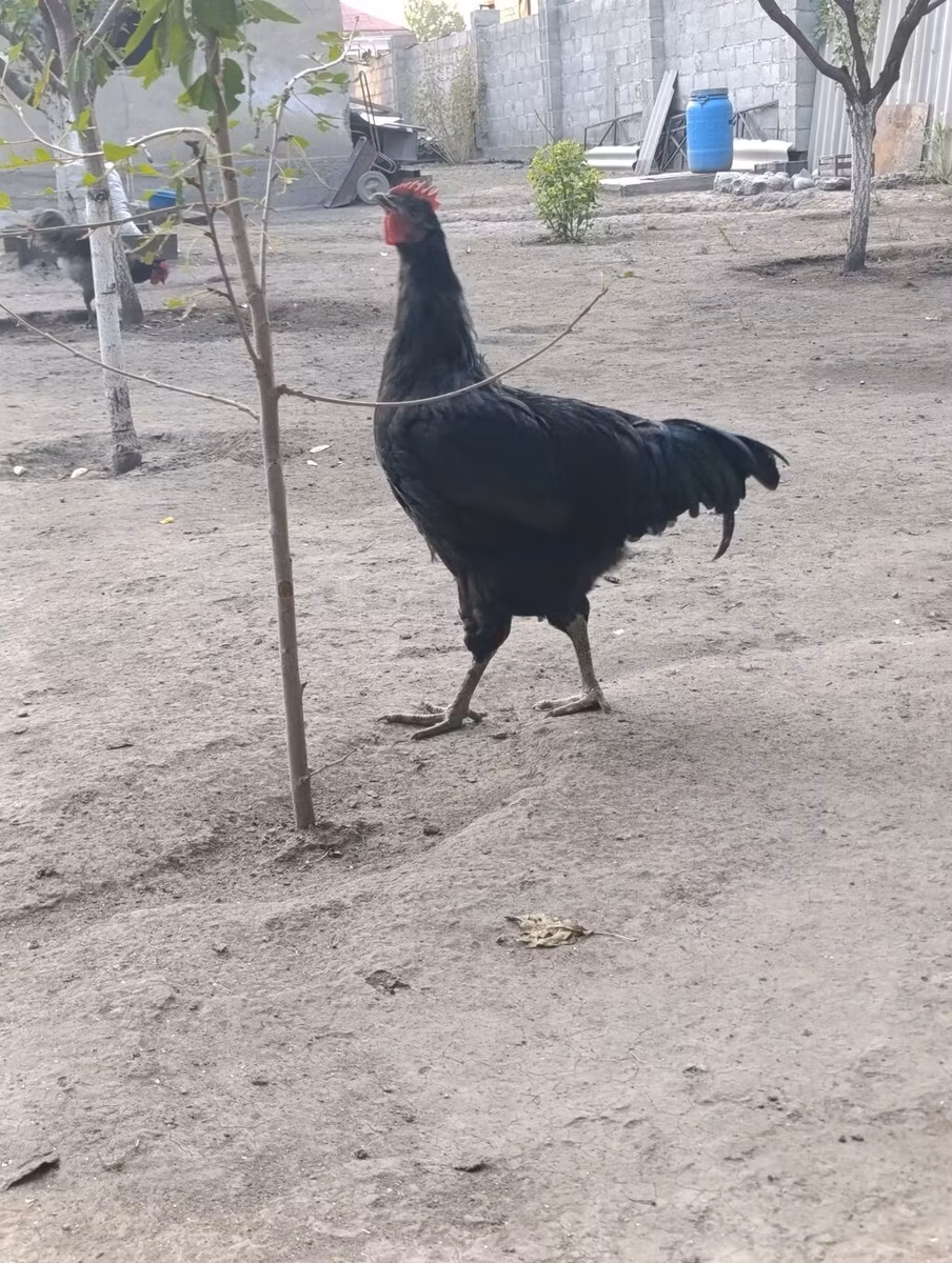 Джерсийский гигант
