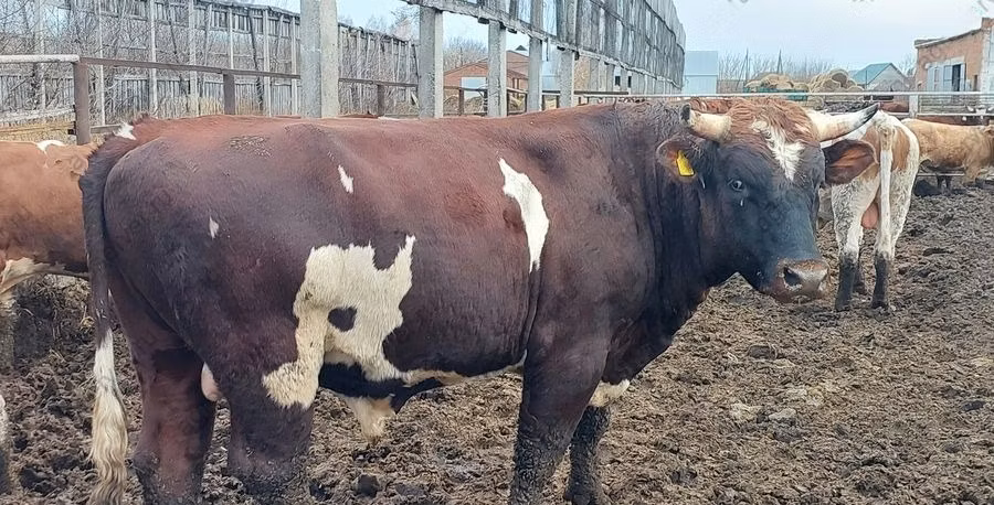 Simmental cattle