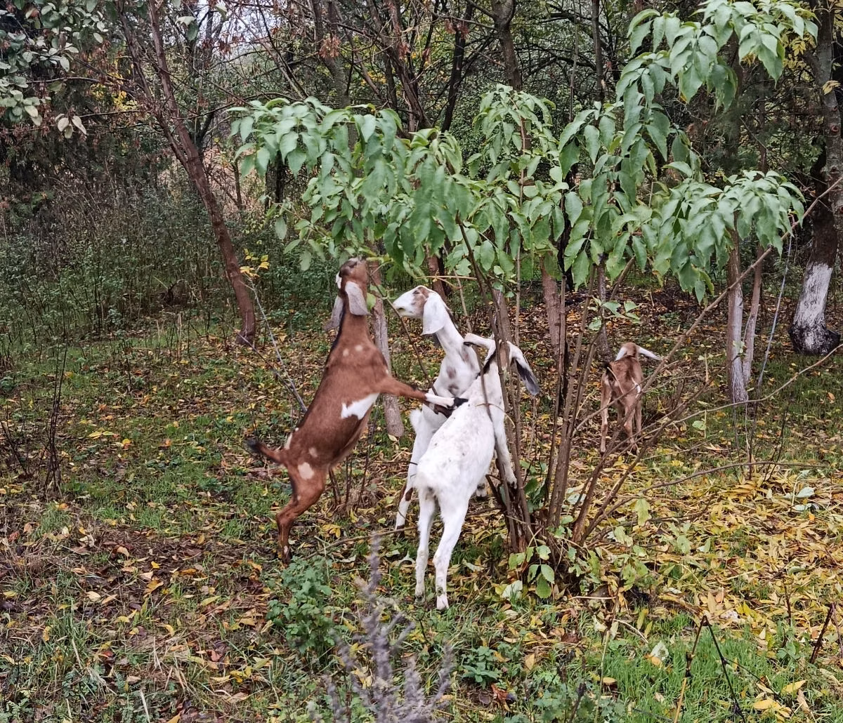 Nubian Goat