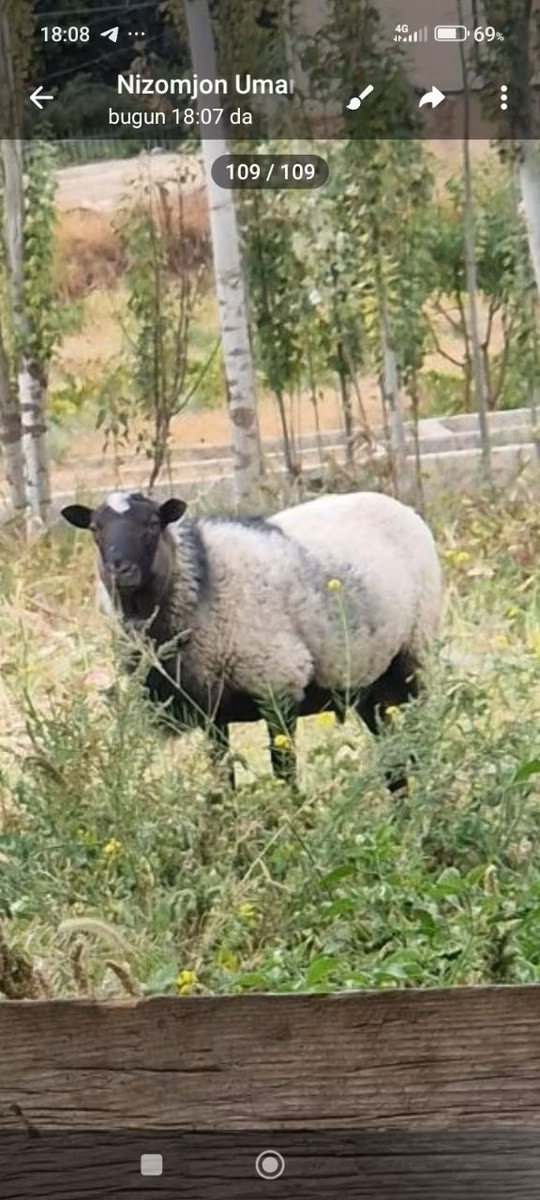 Romanov sheep