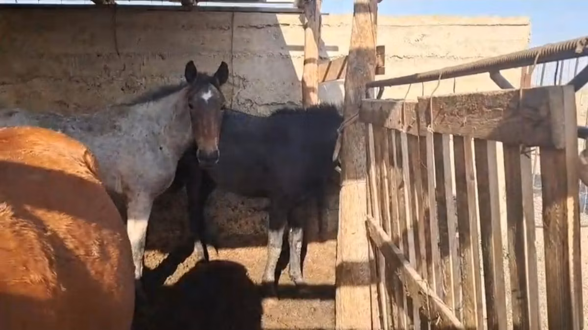 Kazakh horse
