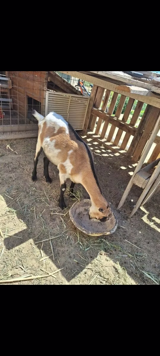 Ламанча коза