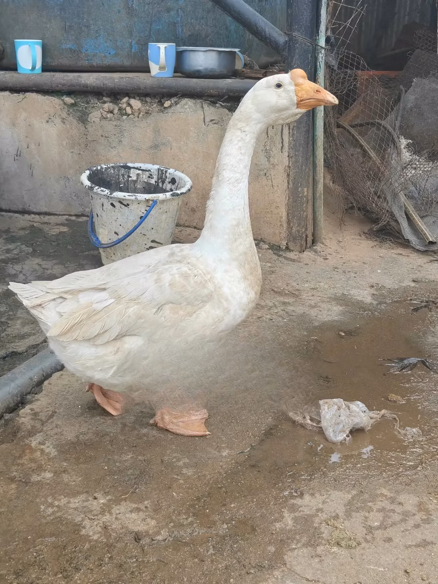 Китайский гусь