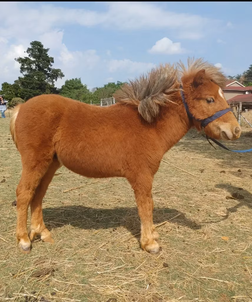 Miniature horse
