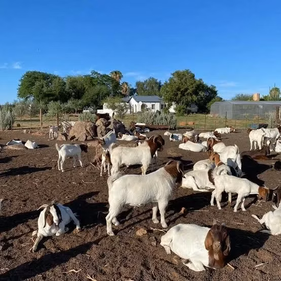 Boer goat