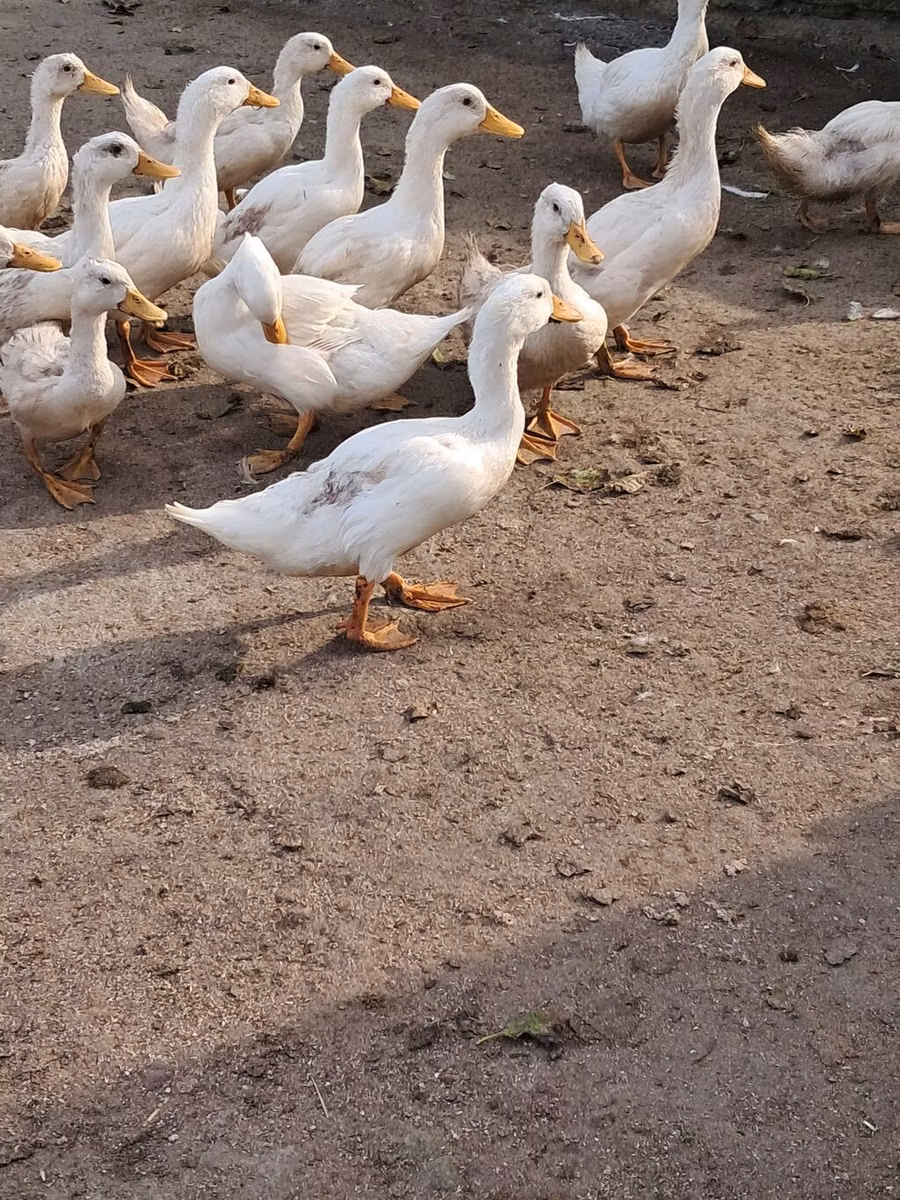 अमेरिकन पेकिन