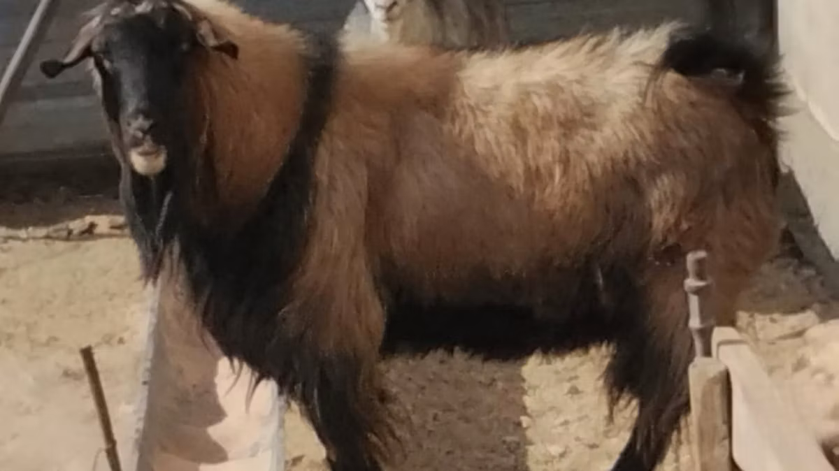 Edilbay sheep
