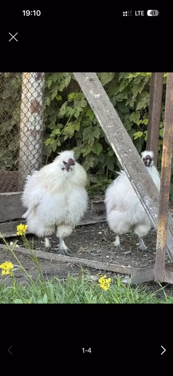 Тайский Гейм
