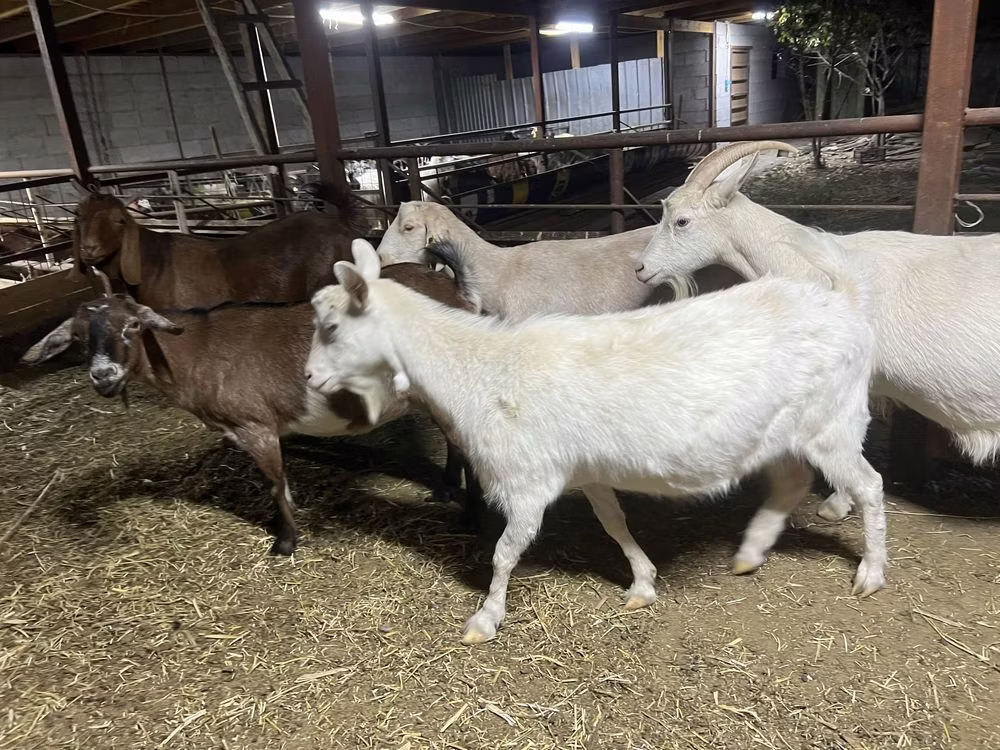 Kamori goats