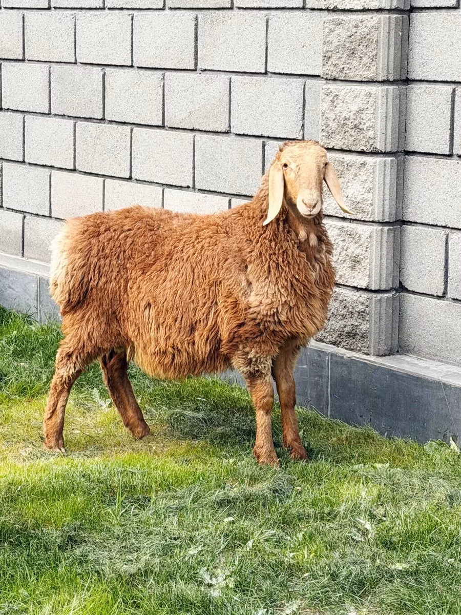 Hissar sheep