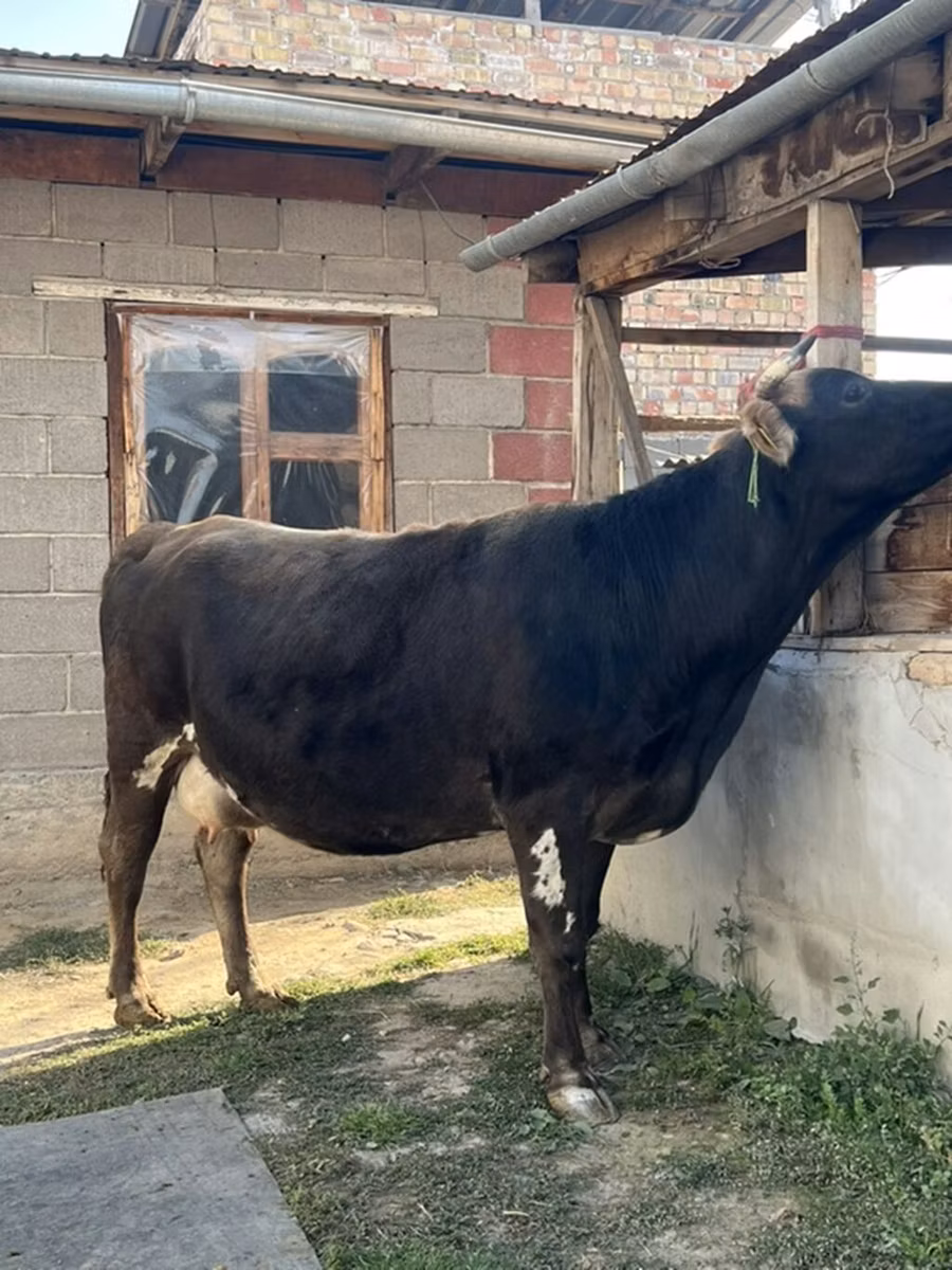 Alatau breed